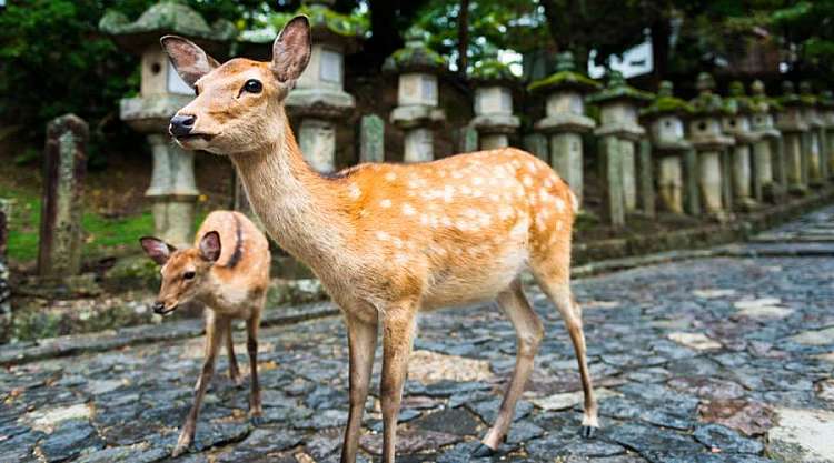 I cervi di Nara